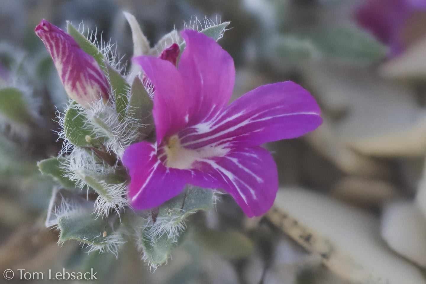 2018 04-17%2013-18-07%20%28A,Radius8,Smoothing4%2932-2-Edit