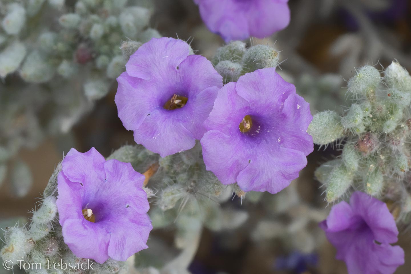 2018 04-17%2013-18-07%20%28A,Radius8,Smoothing4%2932-2-Edit