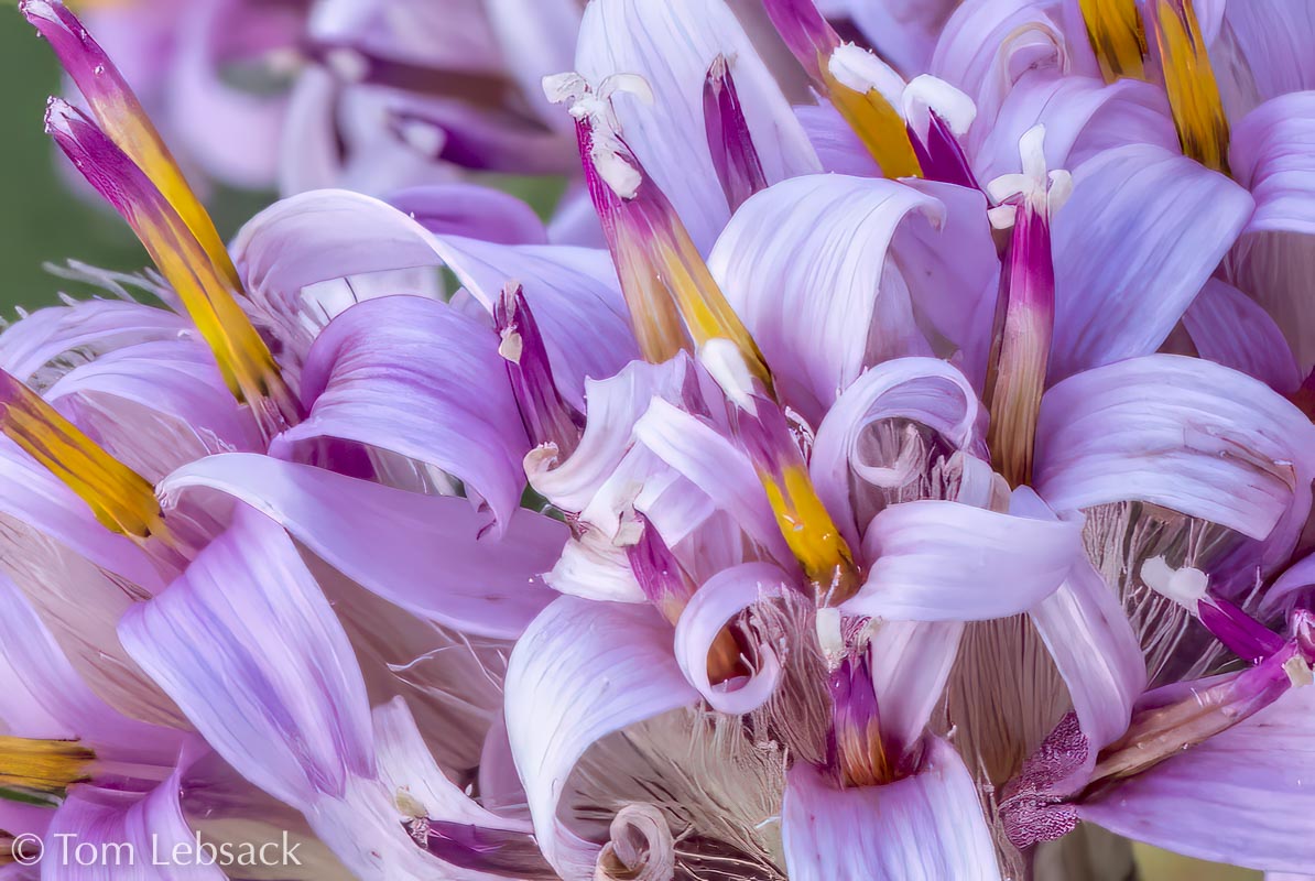 D81_7492 Edit-2-Edit