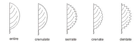 leaf_margins1_med.jpeg