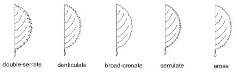 leaf_margins2_med.jpeg