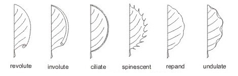 leaf margins