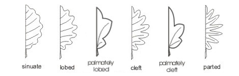 leaf_margins4_med.jpeg