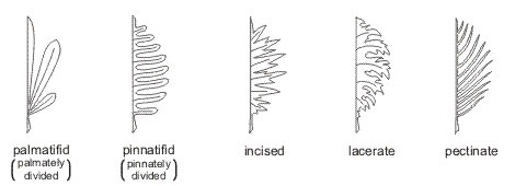 leaf_margins5_med.jpeg